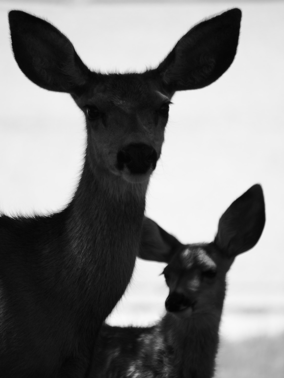 silhouette of female deer doe fawn black and white wildlife