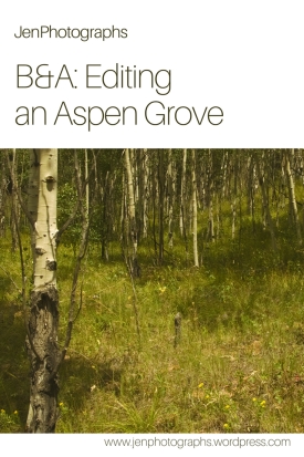 Pinterest graphic Before and After: Editing an Aspen Grove postprocessing photoshop photo editing
