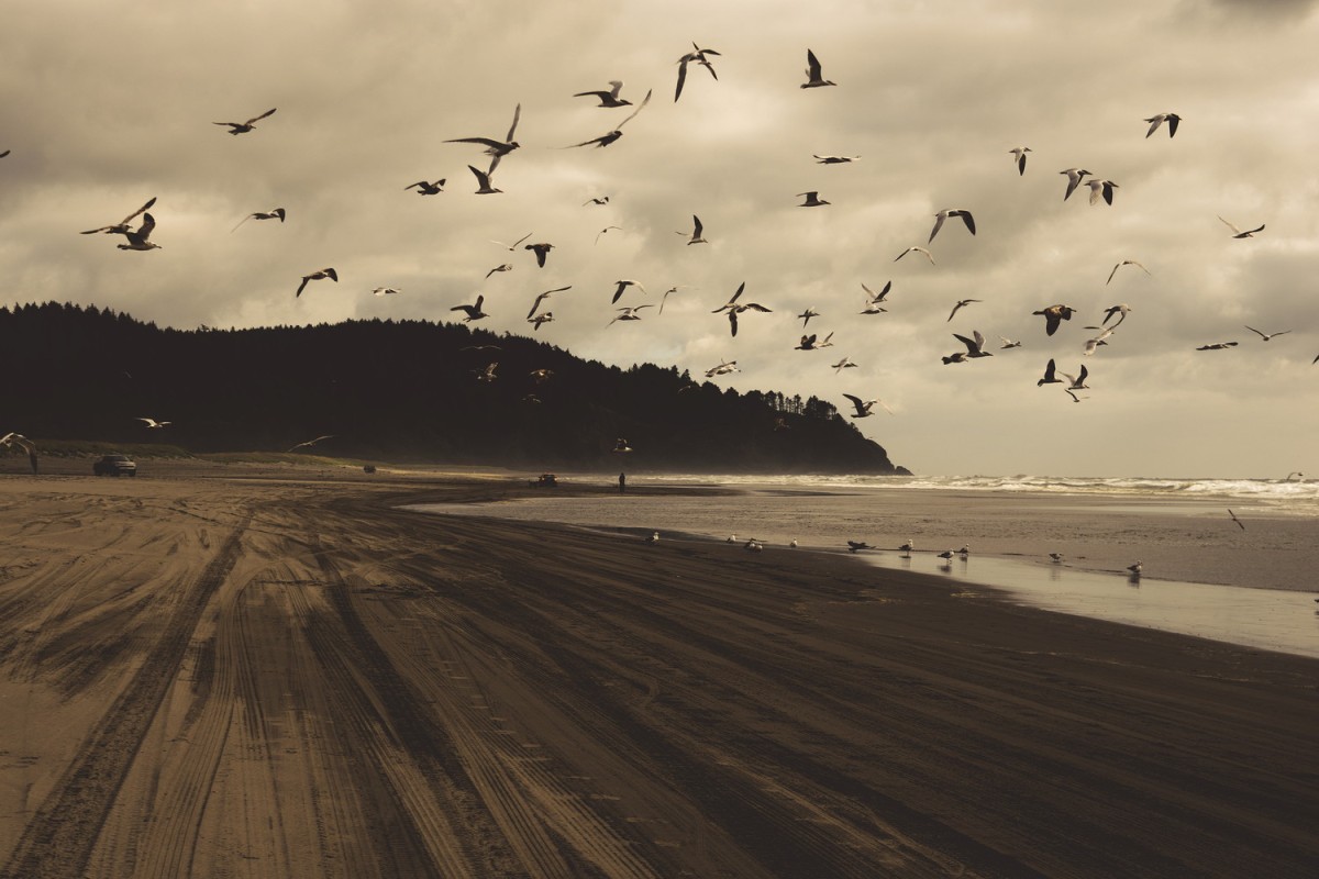 cloudy drab dreary weather seagulls birds flying wet beach ocean sand